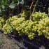 Sauvignon blanc (sauvignon blanc) - opis odmiany winogron